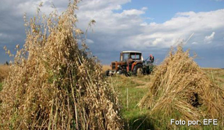Agroindustrial
