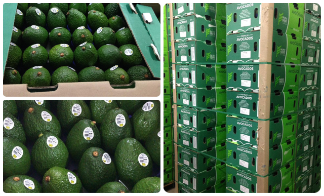 aguacate