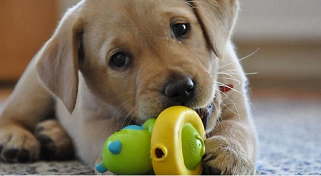 JIGUETES PARA PERROS