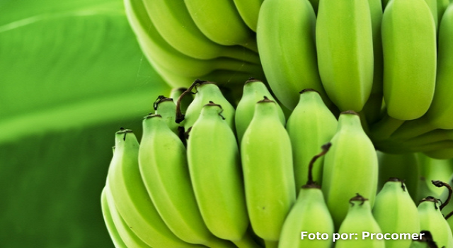 Platano_Procomer_OK