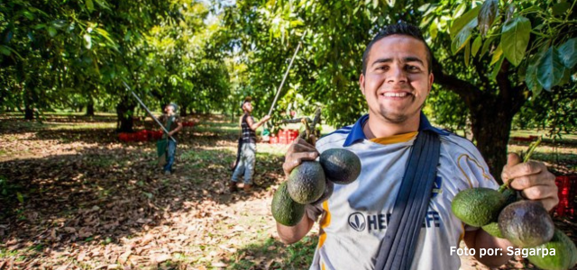 Productores_aguacate