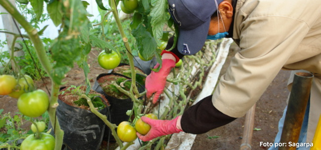 EE UU levantó las restricciones para la importación del tomate mexicano