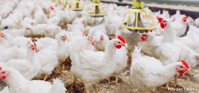 Exportaciones chilenas de carnes blancas a China