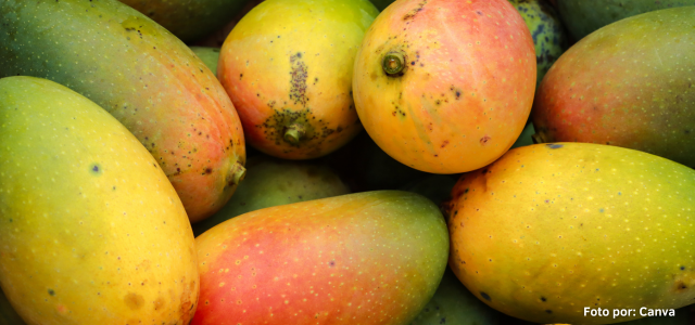 El mango colombiano, bienestar en el campo y presencia en los mercados internacionales
