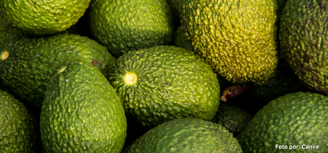 regiones aguacateras de Colombia