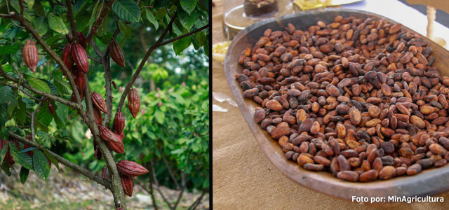 Minagricultura_Cacao