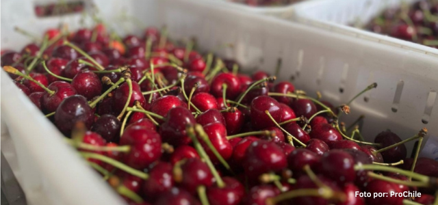Cerezas_Chilenas
