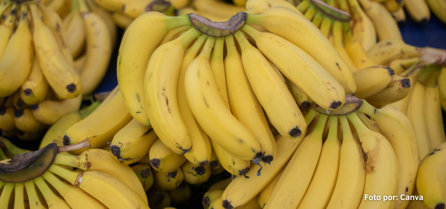 bananos panama