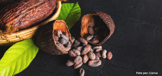 Exportaciones peruanas de cacao registraron nuevo récord