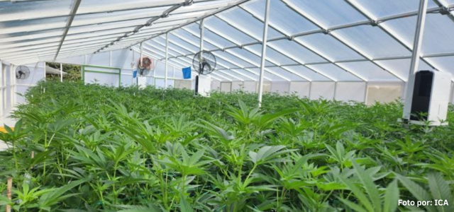 Semillas in vitro de cannabis colombiano