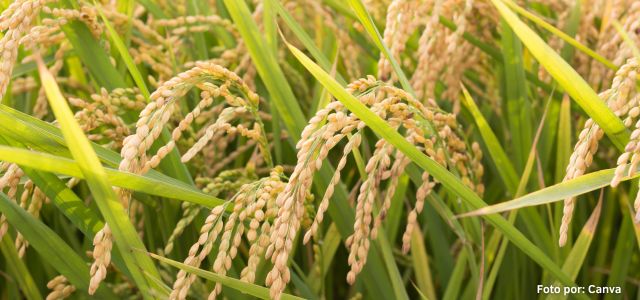 Acuerdo entre el gobierno colombiano y productores finalizó el paro arrocero