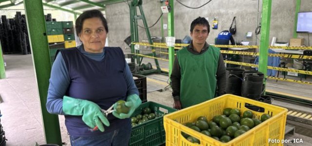 Quindío se abrió paso en la exportación de aguacate Hass a Chile