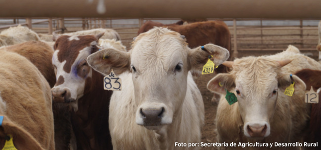 México reanudó la exportación de ganado en pie
